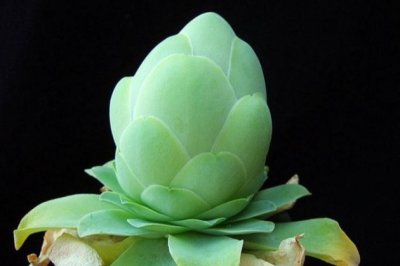 多肉植物鸡蛋玫瑰怎么养？