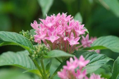 五星花怎么养？五星花的养殖注意这几点 即可爆盆