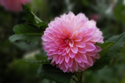 大丽花养殖注意事项