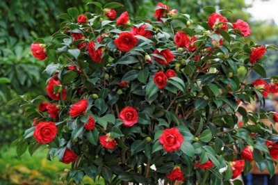 茶花长得慢或不长是什么原因？如何让山茶花长得快的方法