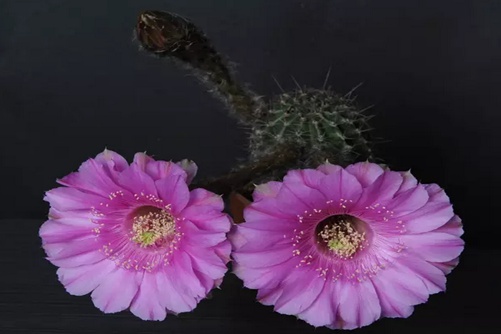 仙人球怎么养长得快？生长健壮，轻松成球的仙人球养殖方法