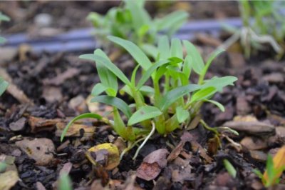 石斛怎么养殖？石斛怎么栽种？