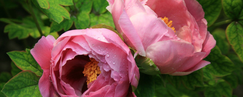 芍药花怎么繁殖