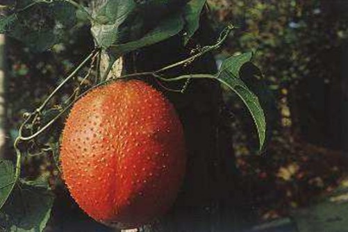 木鳖子的功效与作用，可治咽喉炎和扁桃体炎，但这2种人不能用