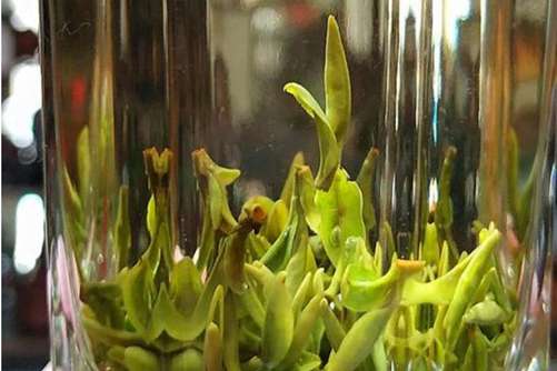 敬亭绿雪茶多少钱一斤？比一比你买的敬亭绿雪茶是不是上当了