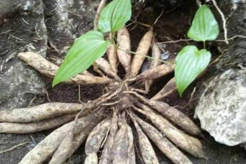 新鲜的天冬怎么吃，秋冬滋补的中药，这样吃最有营养