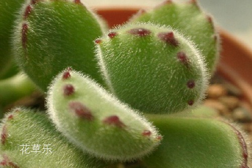 多肉熊掌花怎么修剪和摘心，才会很快长出熊掌一样的“红爪子”