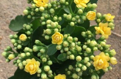 长寿花的养护方法及浇水技巧