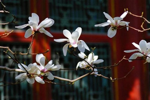 上海市的市花是什么？你知道上海市的市花吗