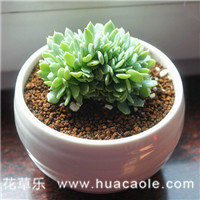 刀剑乱舞千羽鹤，千羽鹤的习性及植物形态