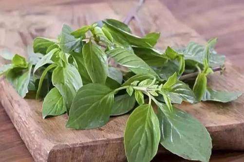 九层塔的做法，九层塔这样做香气四溢