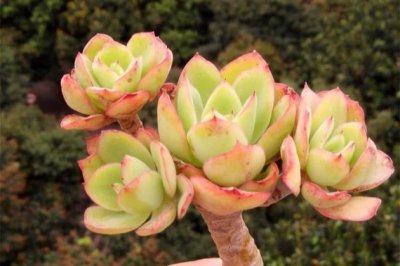 夏季多肉植物怎么养