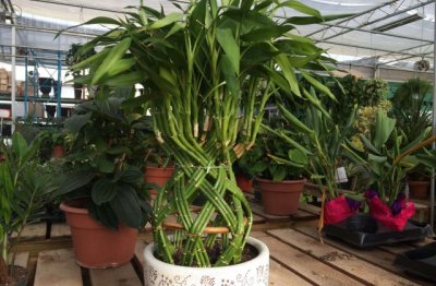 富贵竹怎么养才能更绿营养