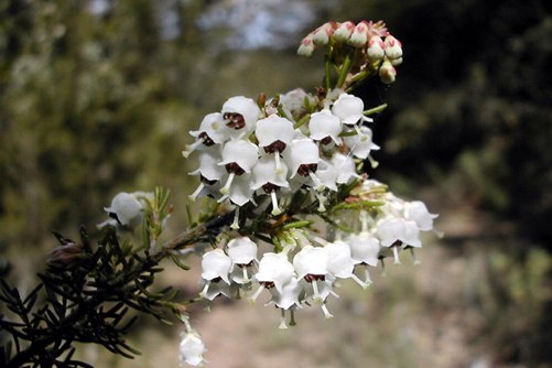 欧石楠怎么养？欧石楠的养殖方法和注意事项