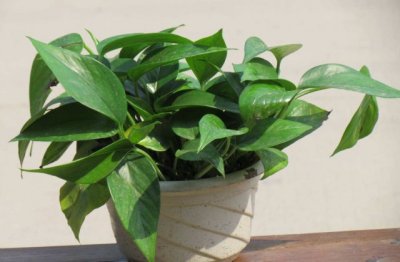 室内绿萝多久浇一次水