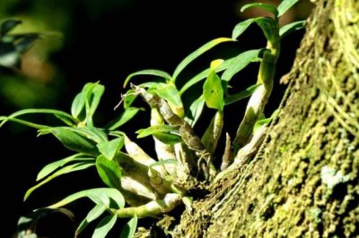 石斛怎么浇水？盆栽石斛的浇水方法