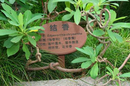 滇结香功效，清热解毒除湿还能防治中风