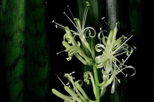 虎皮兰开花预示好运，还寓意着健康长寿