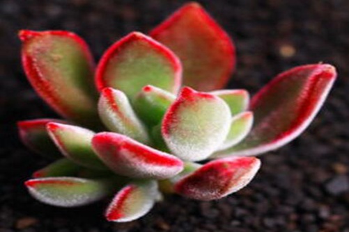 红兔耳的养殖方法 红兔耳这样养轻松爆盆,保证出状态