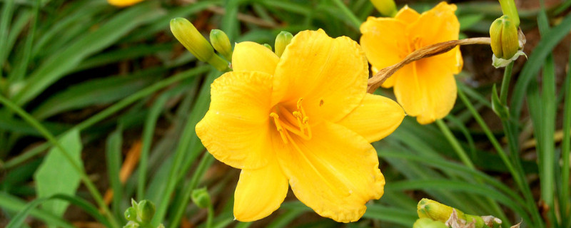 牵牛花春天几天浇水一次