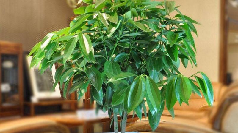 平安树叶子发黄