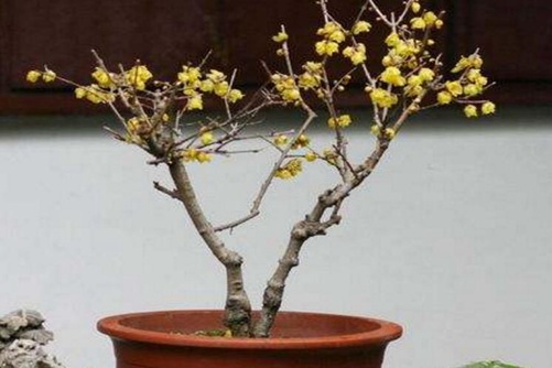 腊梅树多少钱一棵？家庭养殖腊梅树地径在4公分就够了