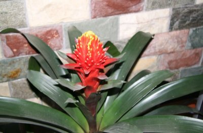 鸿运当头怎么养殖方法和注意事项