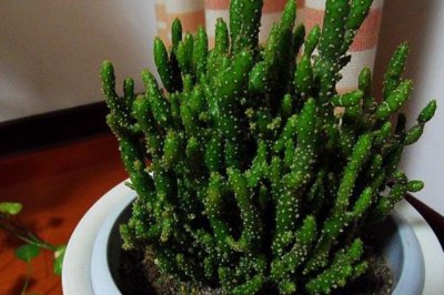 姬珊瑚的养殖方法和注意事项