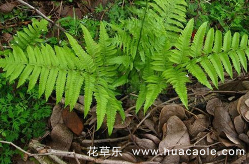 来自远古时代的羊齿蕨的花语是什么