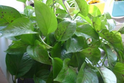 绿萝叶子有黑斑是什么原因 绿萝叶子长黑斑怎么办