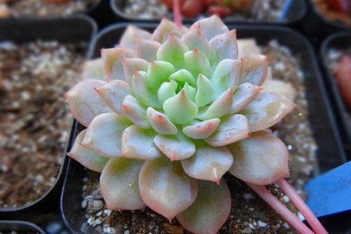 克多多、克拉拉多肉怎么养,克拉拉女生最喜欢的多肉