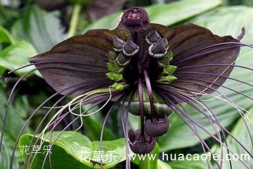 世上还有一种长得像蝙蝠又像老虎须的花 你知道吗?
