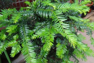 红豆杉怎么养？