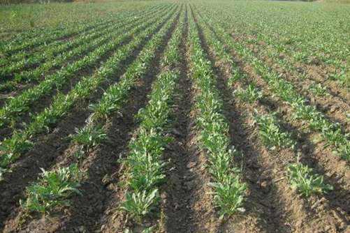 板蓝根种植时间，板蓝根种植技术与采收