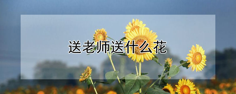 送老师送什么花