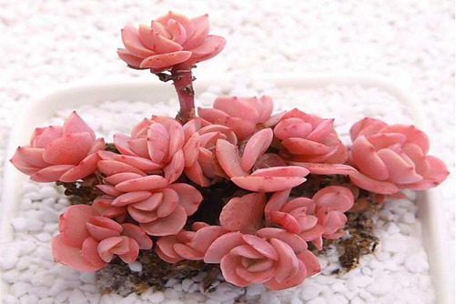 多肉秀妍养殖 秀妍多肉怎么养护才出状态