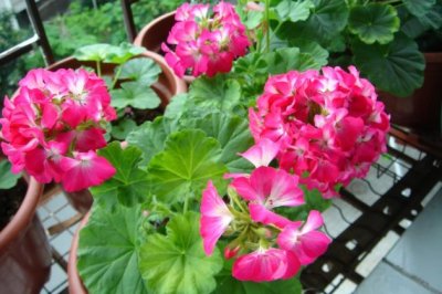 天竺葵怎么养？天竺葵的养殖方法