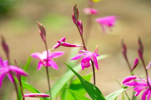 白芨的功效与作用，白芨中药中的美白仙子
