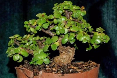 金枝玉叶的养殖方法和注意事项