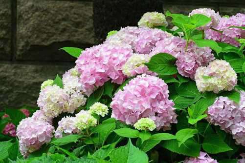 绣球花可以变色您知道吗？学会这三点想怎么变都可以