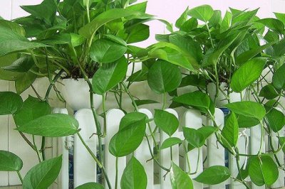 绿萝的品种有哪些？绿萝的品种有几种？常见绿萝的品种图片大全