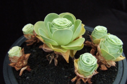 最容易养的多肉品种，适合新手“入坑”的多肉植物推荐