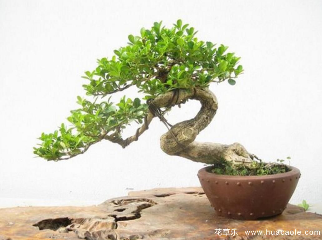 怎样给黄杨盆景浇水施肥 需要注意什么