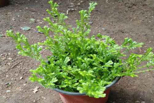 幸福草怎么养？幸福的生活，其实是一株草