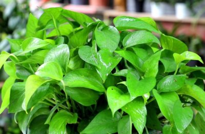 绿萝的养殖方法：水培的方法和土培的方法