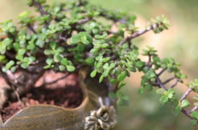 金枝玉叶怎么养长得快的养殖方法和注意事项