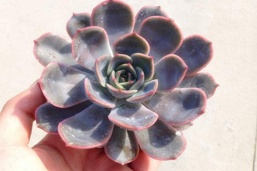 菲欧娜图片 通过菲欧娜图片来感受景天科色彩的多变