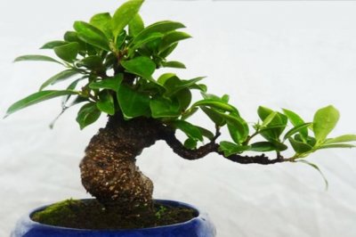 榕树盆景怎么养？榕树的养殖方法和注意事项