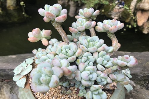 劳尔的香味，一棵肉肉劳尔变香记！