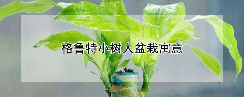 格鲁特小树人盆栽寓意